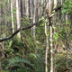 Illustration for article titled Six Mile Cypress Slough - Photos